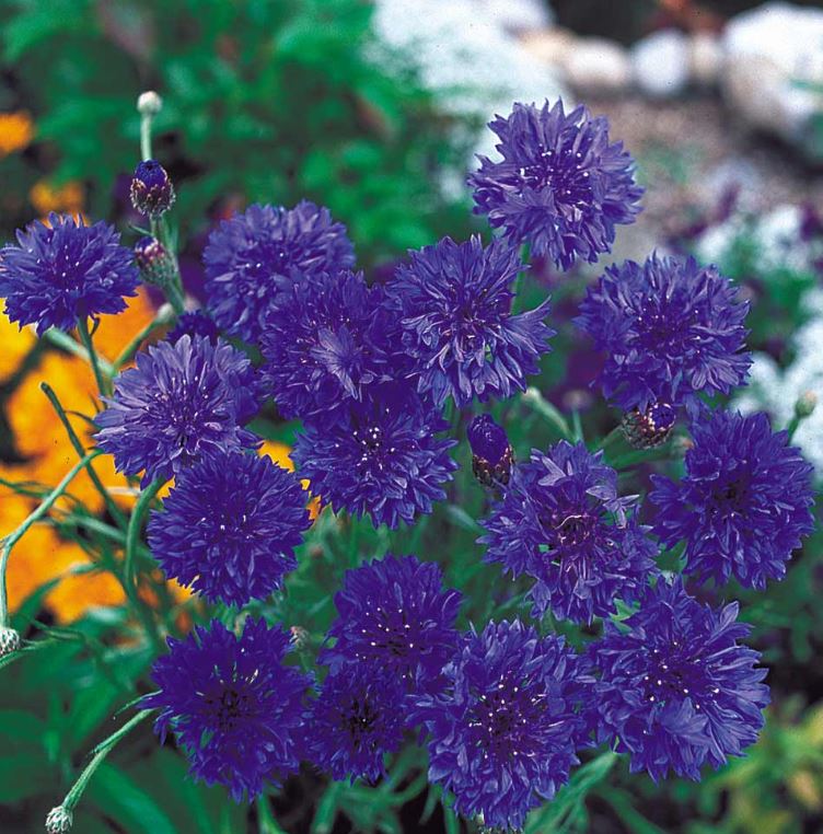 Cornflower 'Blue Diadem' - Seeds