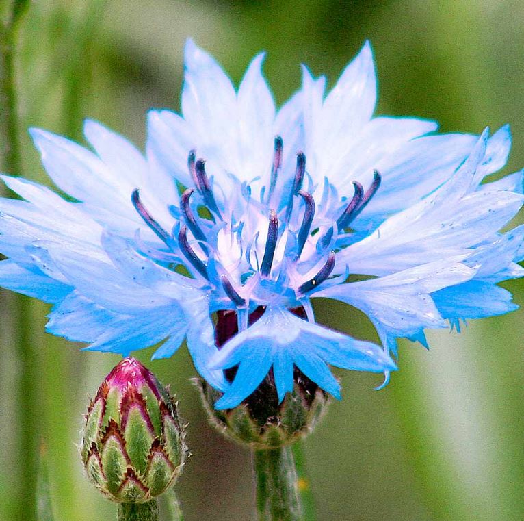 Cornflower 'Blue Diadem' - Seeds - Image 2
