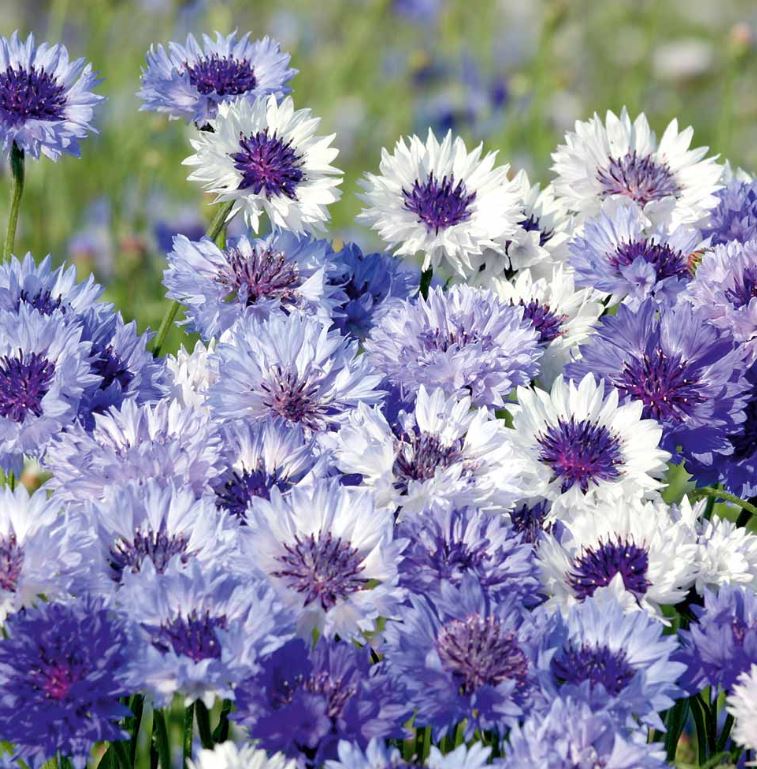 Cornflower 'Classic Fantastic' - Seeds
