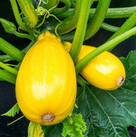 Courgette F1 'Golden Griller' - Seeds