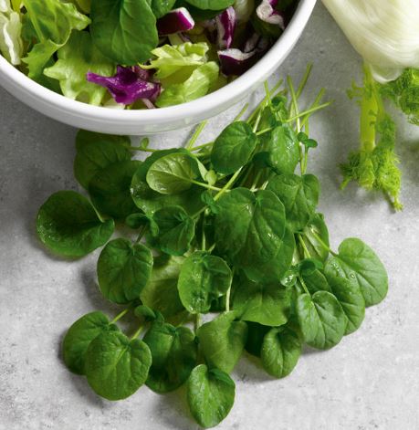Cress 'American (Land)' - Seeds