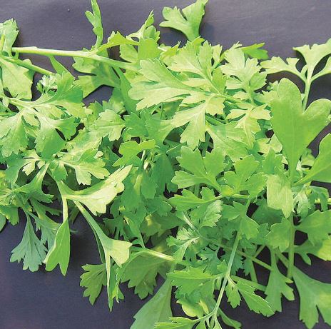 Cress 'Greek' - Speedy Veg Seeds