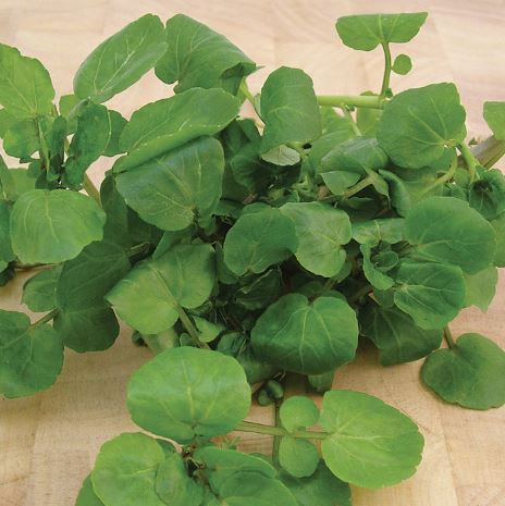 Cress 'Watercress Aqua' - Seeds