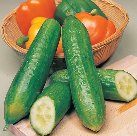 Cucumber 'Bush Champion' - Seeds - Image 3
