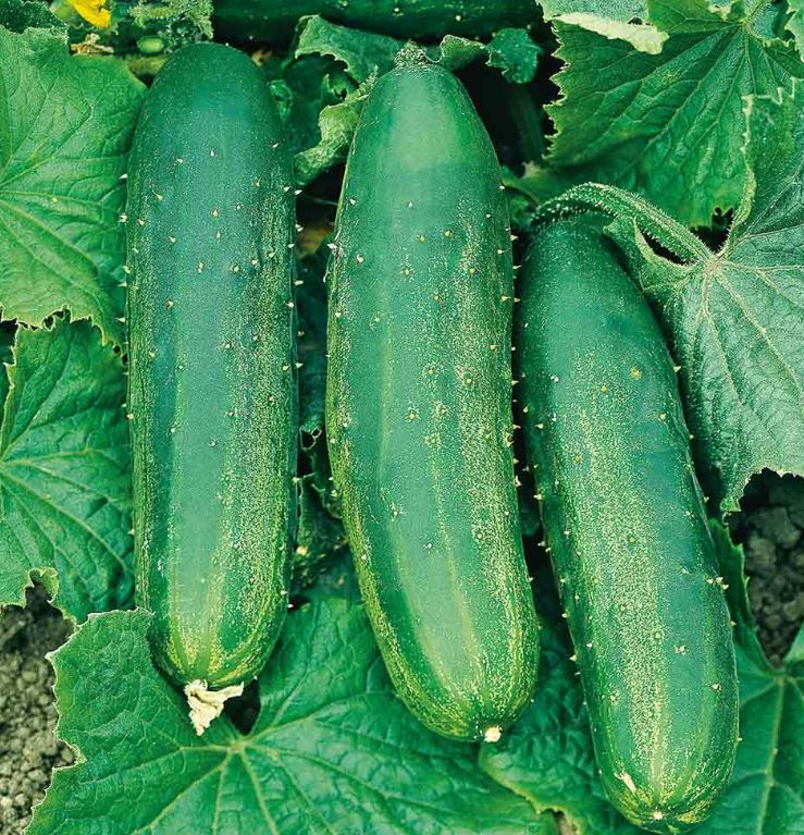 Cucumber 'Crocodile Cucumber (Bush Champion)' - Seeds - Image 3