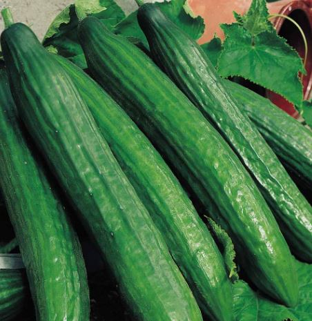 Cucumber 'Telegraph Improved' - Seeds