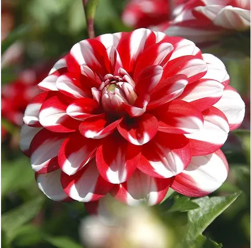 Dahlia Decorative ' Jamaica'