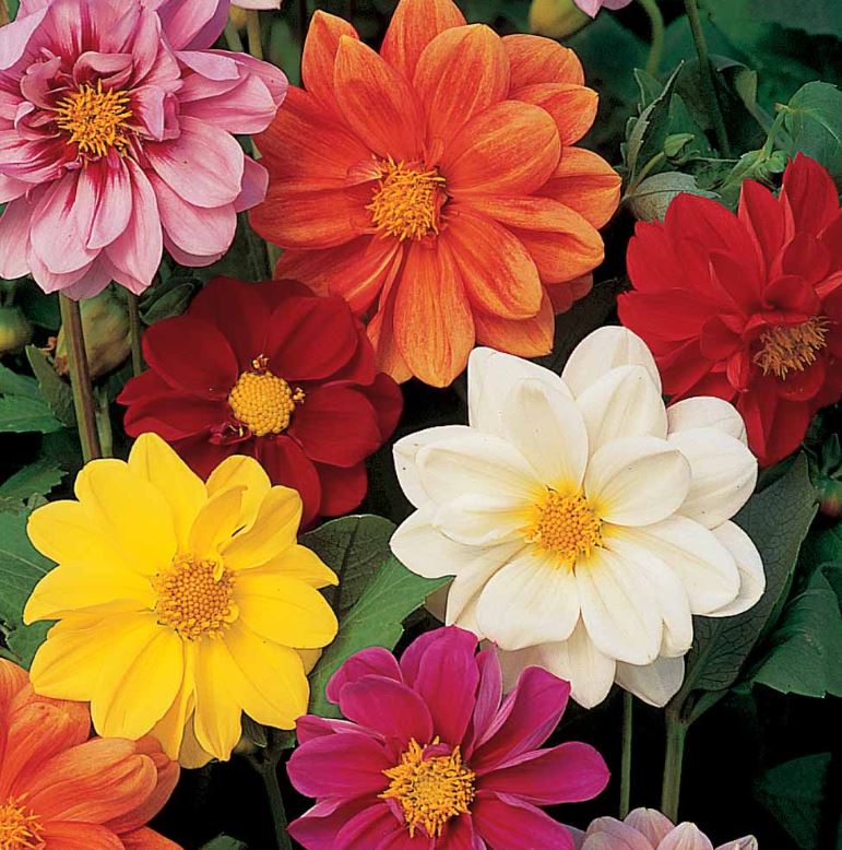 Dahlia 'Disco Dancer Mix' - Seeds