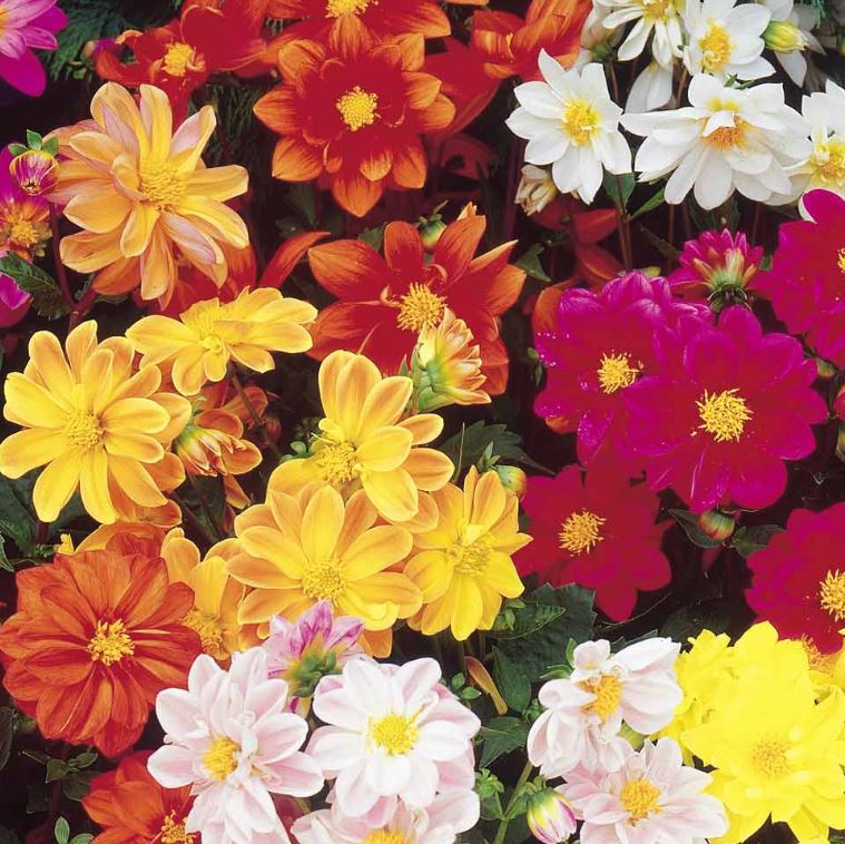 Dahlia 'Disco Dancer Mix' - Seeds - Image 3