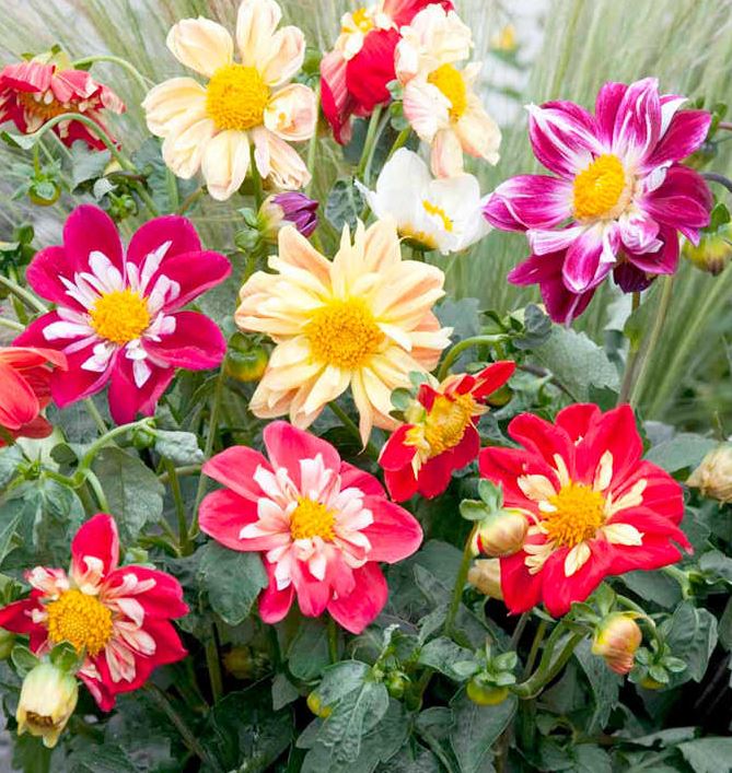 Dahlia 'Yankee Doodle Dandy' - Seeds
