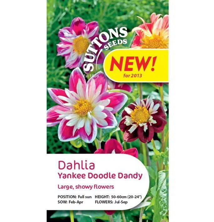 Dahlia 'Yankee Doodle Dandy' - Seeds - Image 3