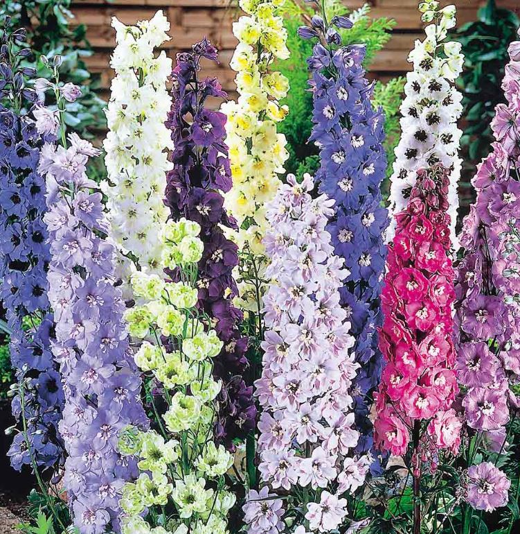 Delphinium 'Delight Mix' - Seeds
