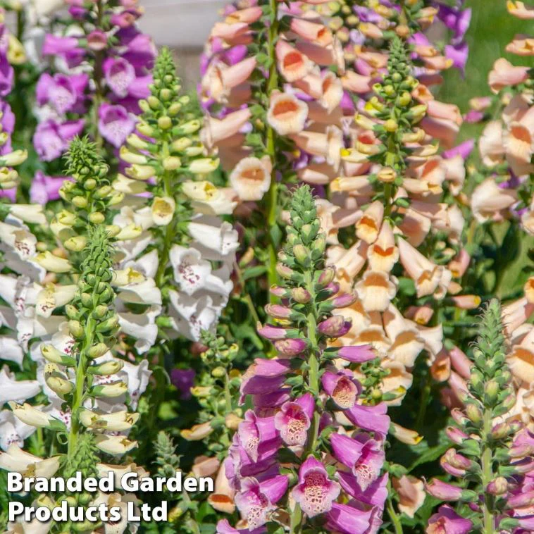 Digitalis 'Speckled Spires Mix' - Seeds - Image 2