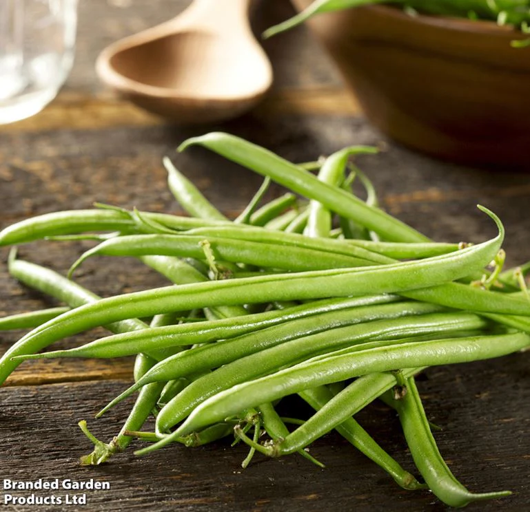 Dwarf French Bean 'Compass' - Seeds - Image 4