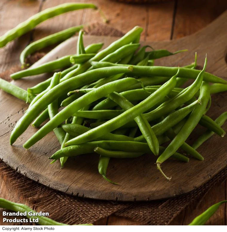 Dwarf French Bean 'Safari' - Seeds - Image 3