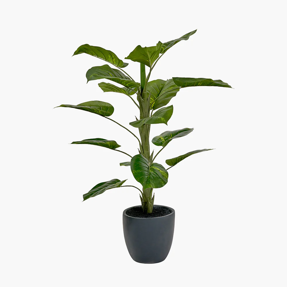 Elephant Ear Plant in Pot - Image 3