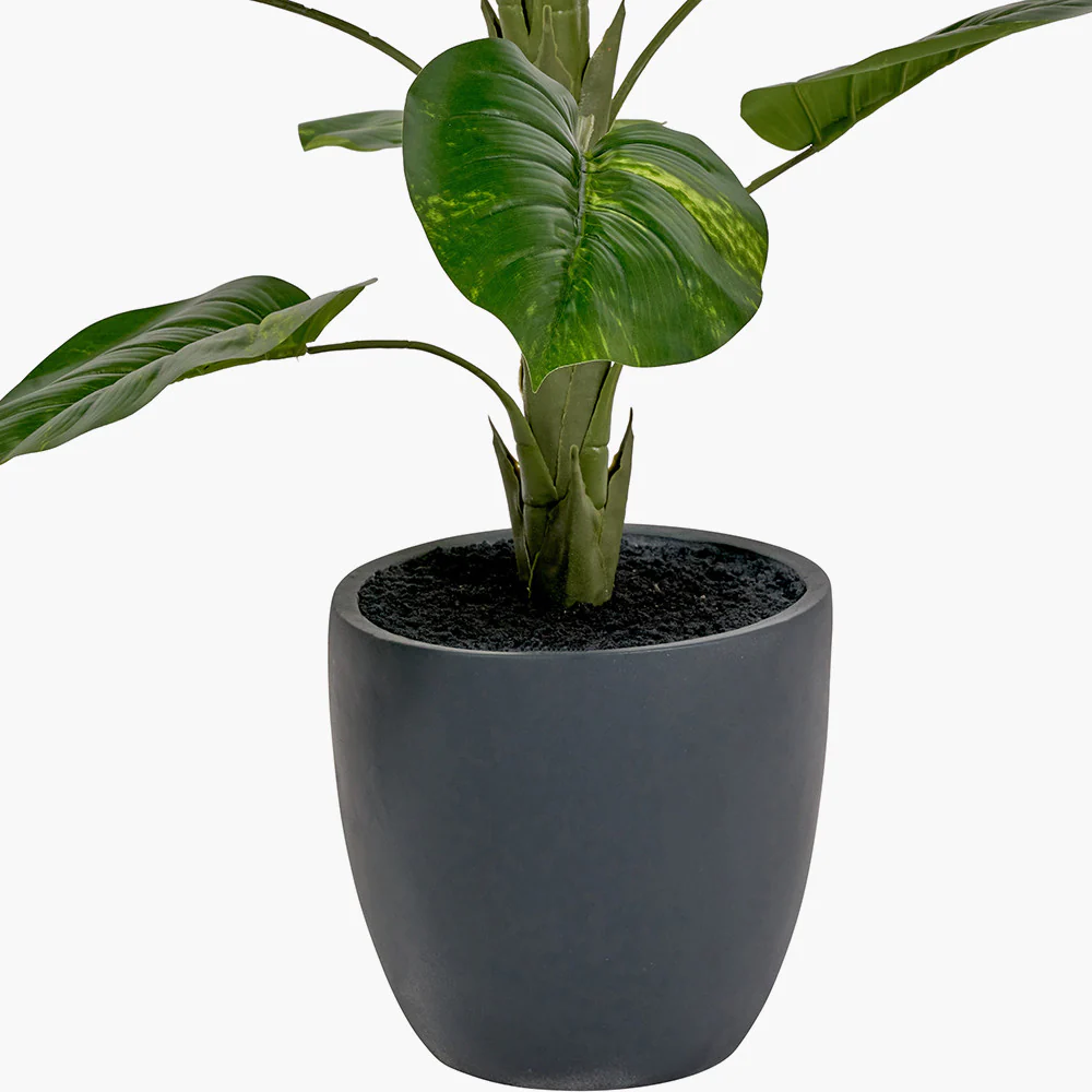 Elephant Ear Plant in Pot - Image 4