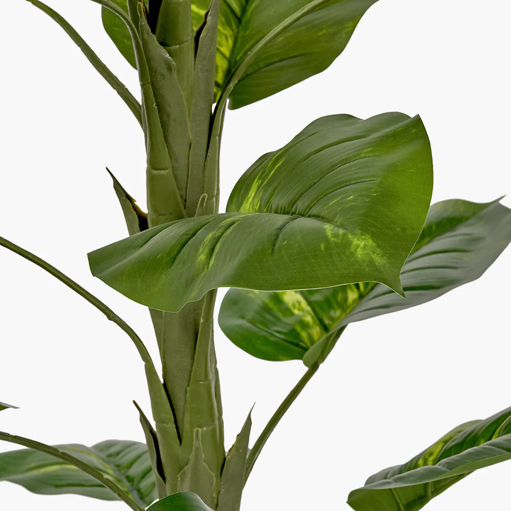Elephant Ear Plant in Pot - Image 5