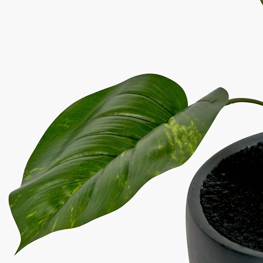 Elephant Ear Plant in Pot - Image 6