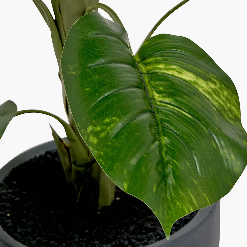 Elephant Ear Plant in Pot - Image 7
