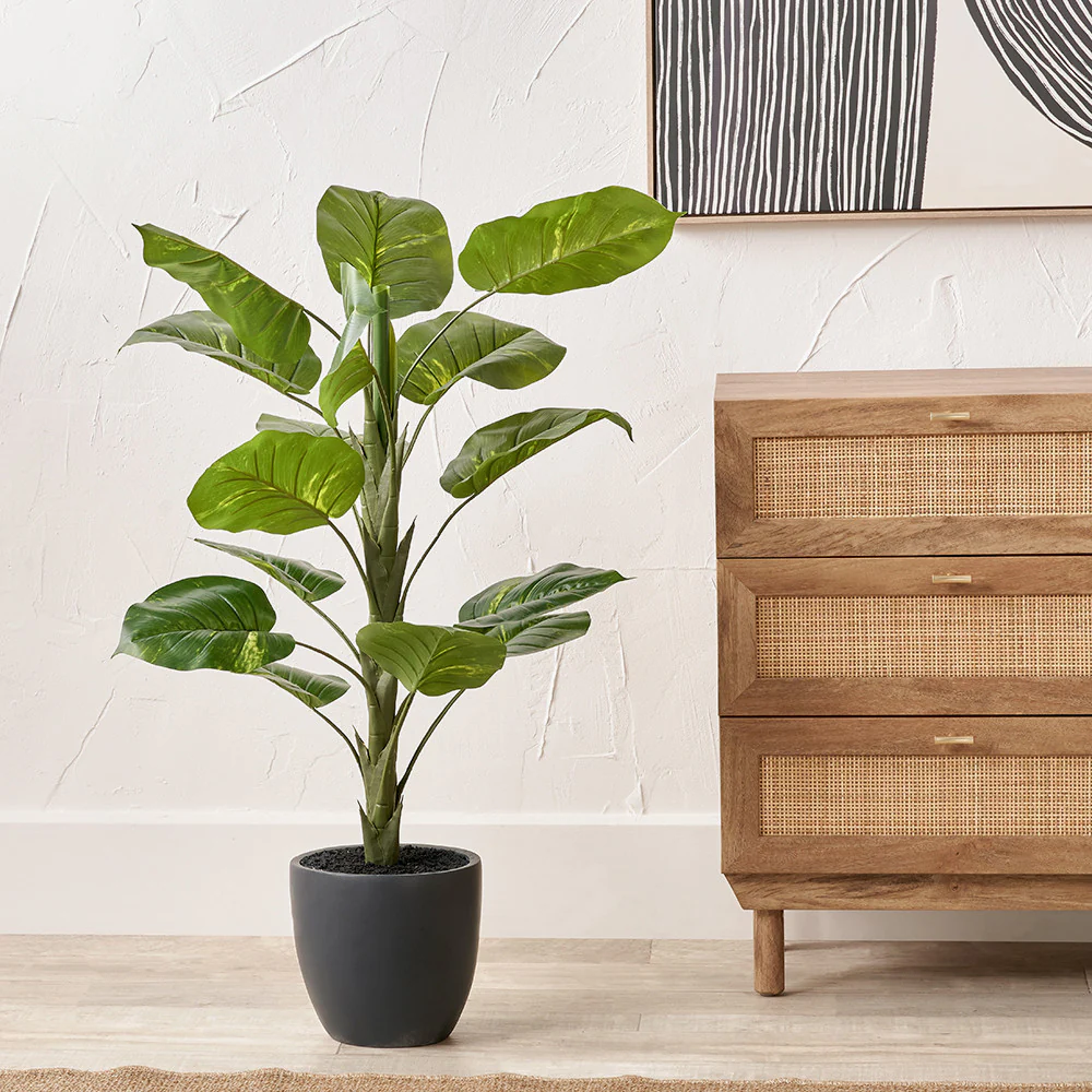 Elephant Ear Plant in Pot - Image 8