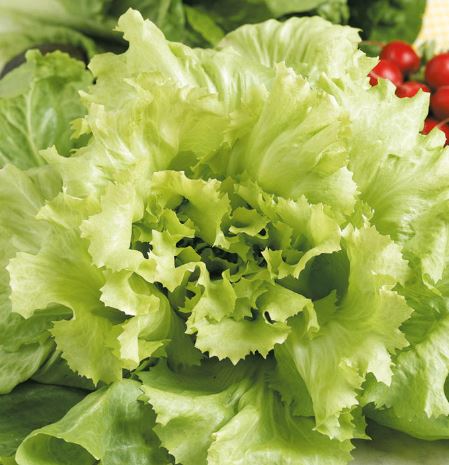 Endive 'Natacha' - Seeds