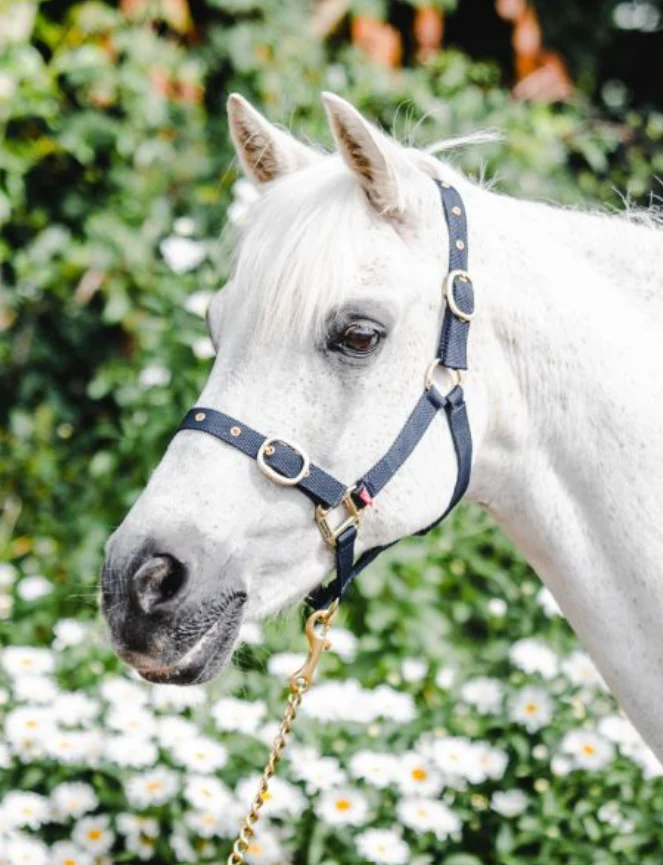 Equisential Nylon Headcollar Cob - Image 5