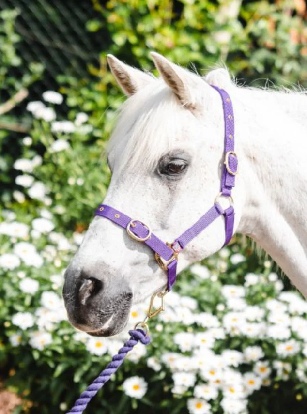 Equisential Nylon Headcollar Cob - Image 6