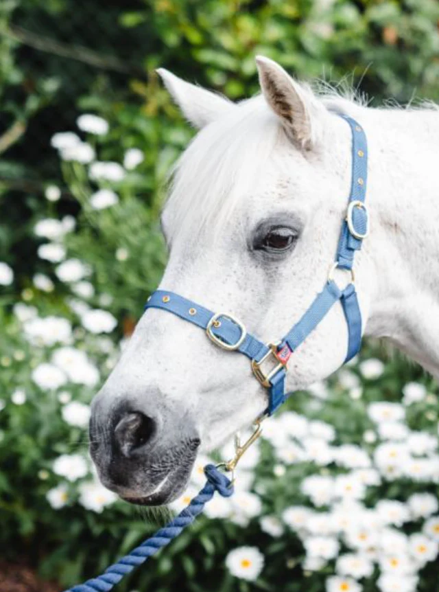 Equisential Nylon Headcollar Cob - Image 7