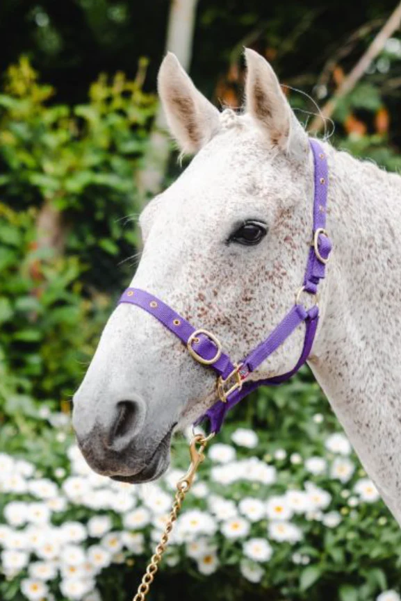 Equisential Nylon Headcollar Full - Image 6