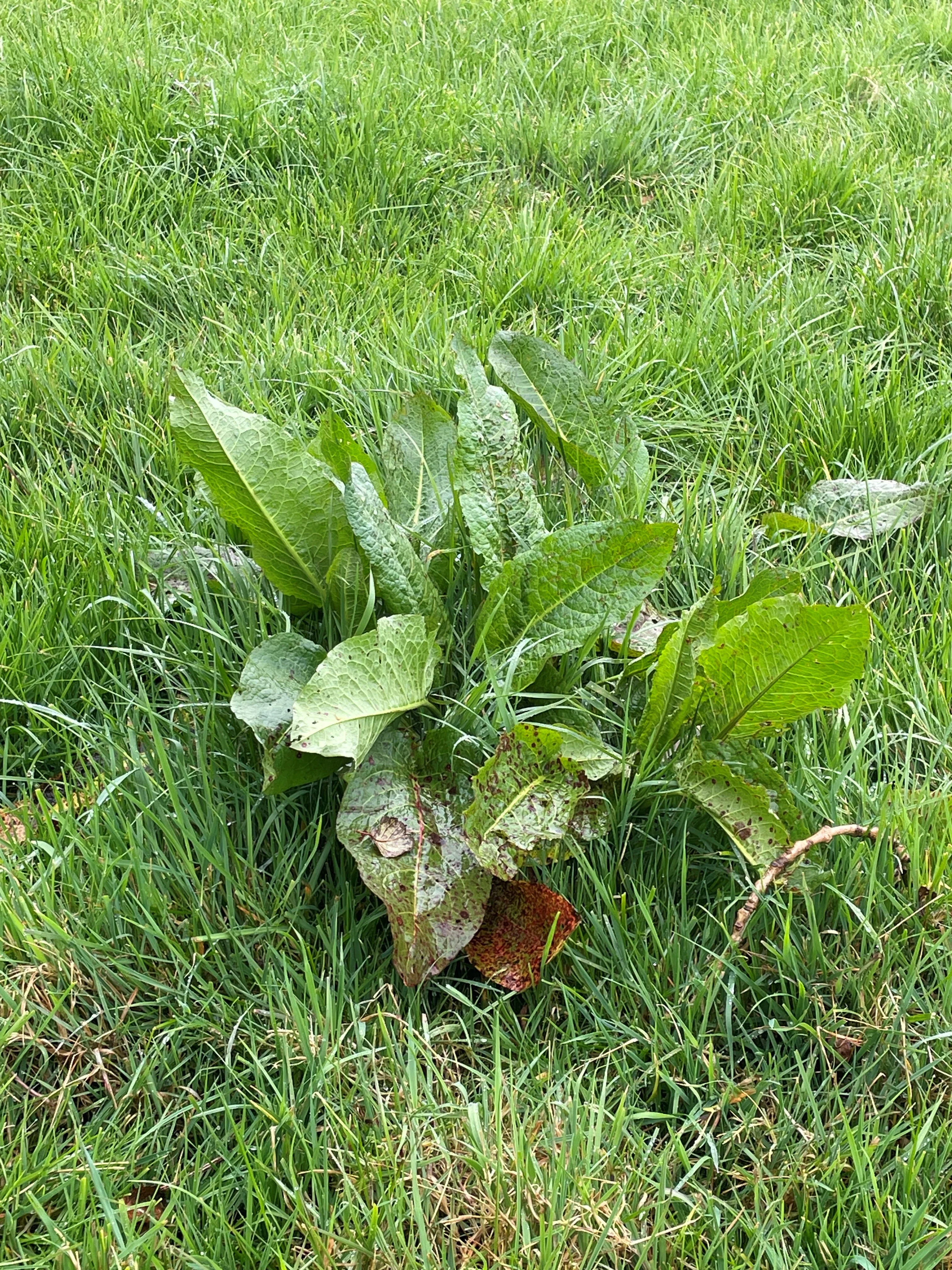 5L Halcyon - Image 4