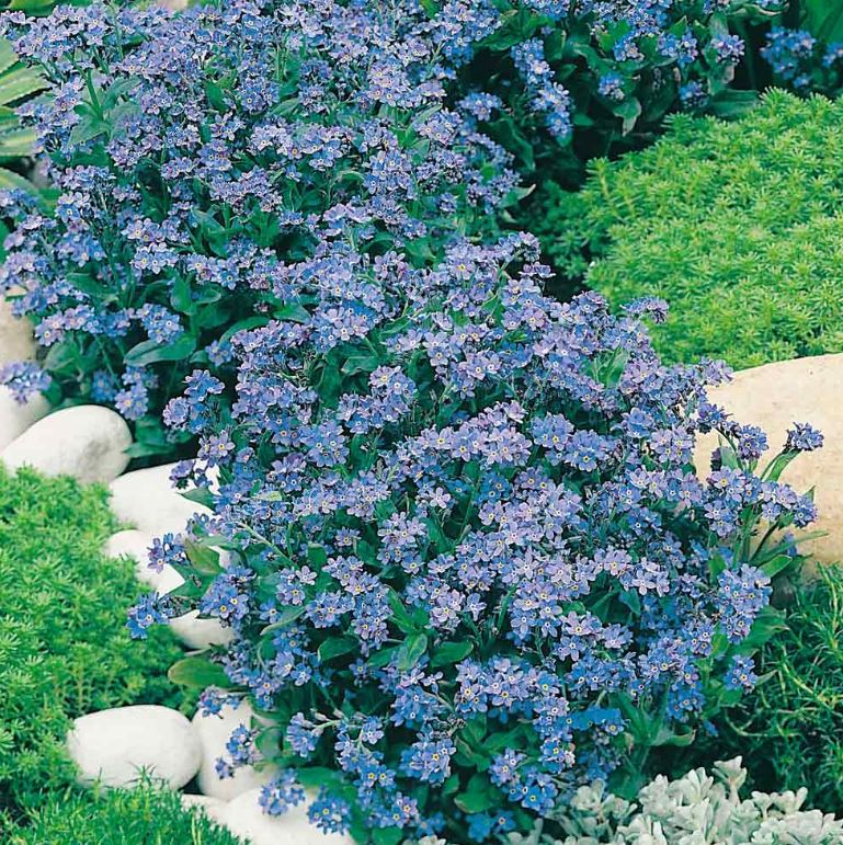Forget-Me-Not 'Spring Symphony Blue' - Seeds - Image 2