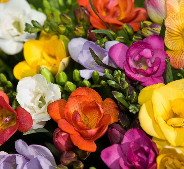 Freesia 'Royal Crown Mix' - Seeds