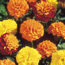 French Marigold Boy'O'Boy Mix Flower Seeds