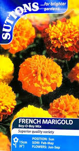 French Marigold Boy'O'Boy Mix Flower Seeds - Image 2
