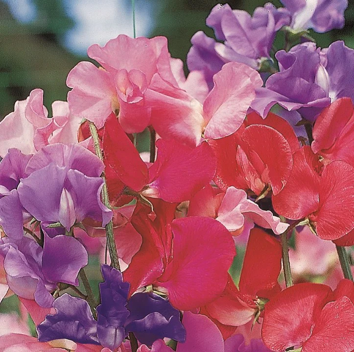Fun to Grow - Super Smelly Sweet Pea Flower Seeds - Image 2