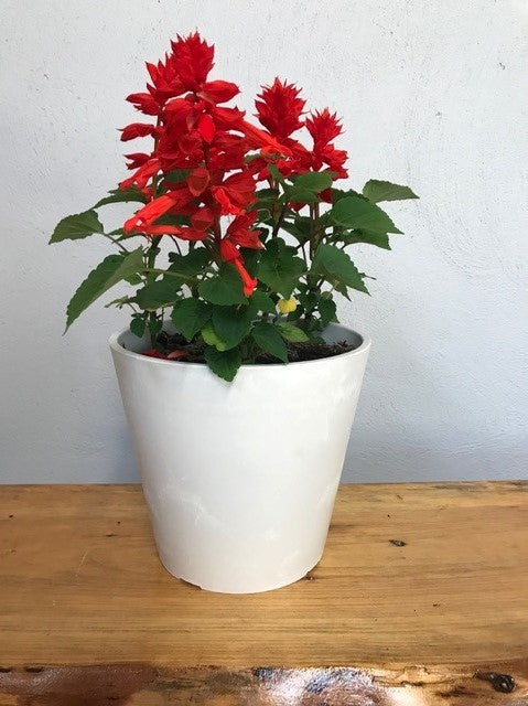 Sydney White Planter - Image 2