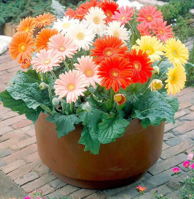 Gerbera 'Cut Flower Mix' - Seeds