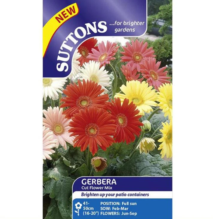 Gerbera 'Cut Flower Mix' - Seeds - Image 2