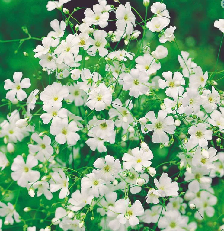 Gypsophila 'Covent Garden White' - Seeds