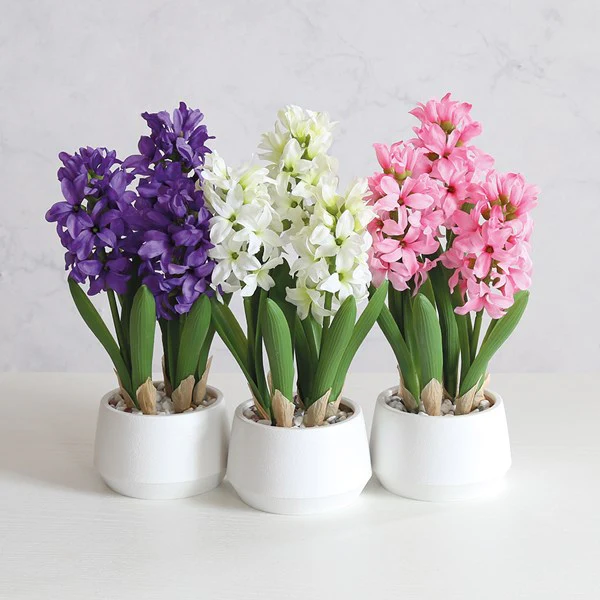 Hyacinth in Pot 33cm - 3 Assorted - Image 2
