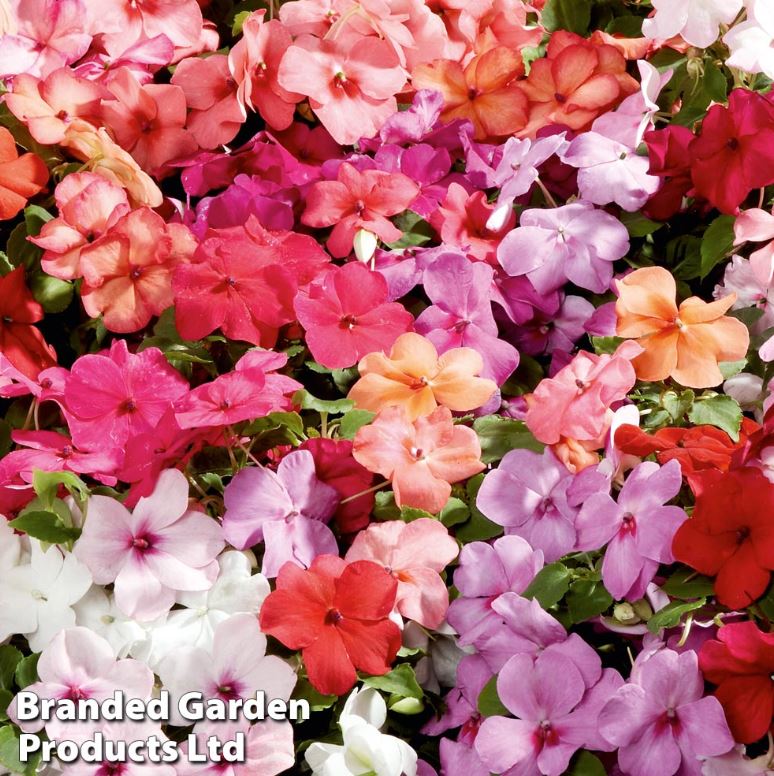 Impatiens 'Super Hybrid Mix' - Seeds - Image 2