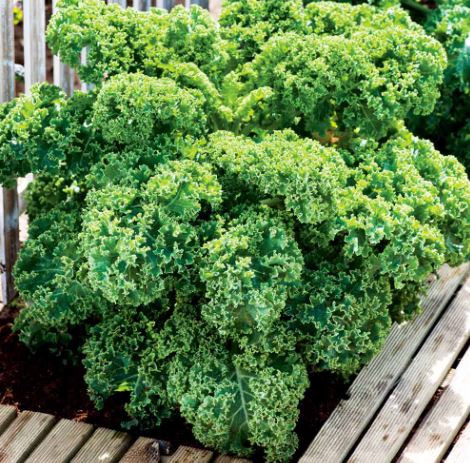 Kale 'Dwarf Green Curled' - Seeds