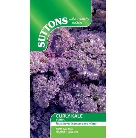 Kale 'Scarlet' - Seeds