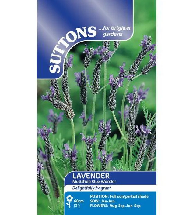 Lavender 'Multifida Blue Wonder' - Seeds