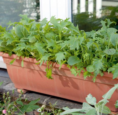 Leaf Salad 'Spicy Oriental Mix' - Speedy Veg Seeds