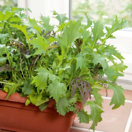Leaf Salad 'Winter Mix' - Speedy Veg Seeds - Image 2