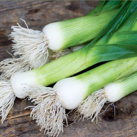 Leek 'Chefs White' - Seeds
