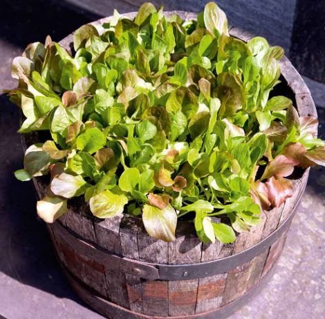 Lettuce 'Cos Lettuce Mix' - Seeds