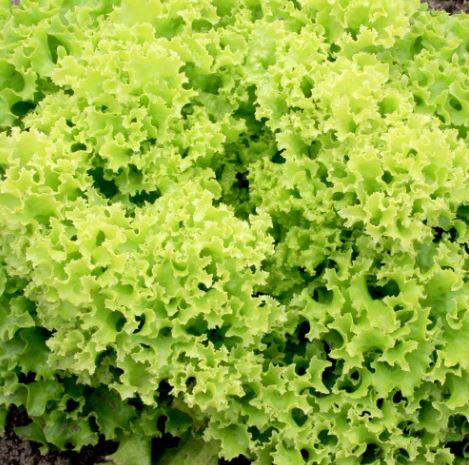 Lettuce 'Lollo Bionda' - Seeds